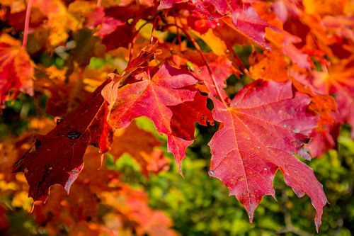 Herfstige ontdekkingstocht langs het Hörselgebergte