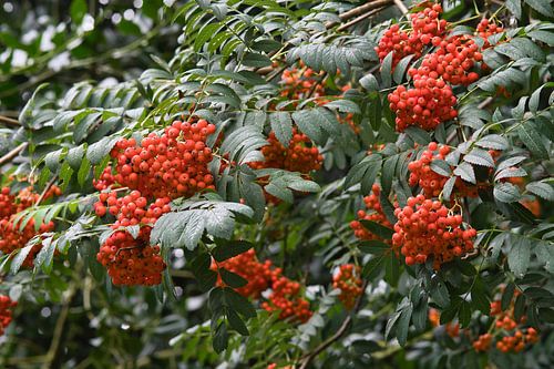 Rood en groen in de natuur