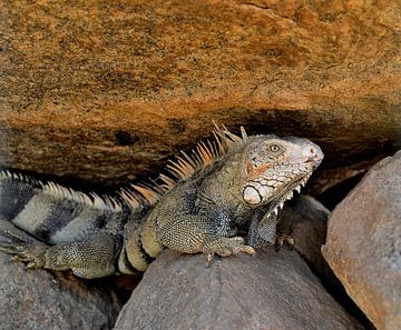 Green iguana in Aruba by Karel Frielink