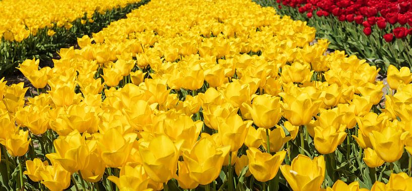 Champs de tulipes en fleurs au printemps, Pays-Bas par Markus Lange