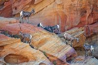 Mountain Goat Valley of Fire USA