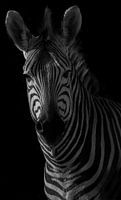 Schwarzes und weißes Zebra