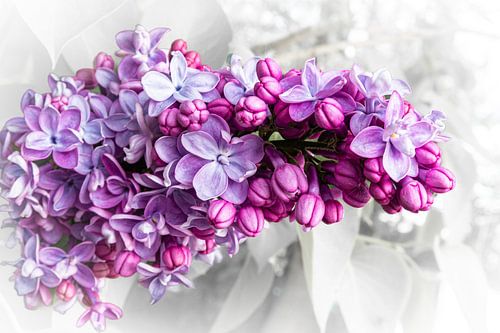 Macro Delicate Roze Bloeiende Sering met Vignet