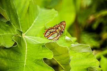 Vlinder op groene bladeren van Thomas Poots