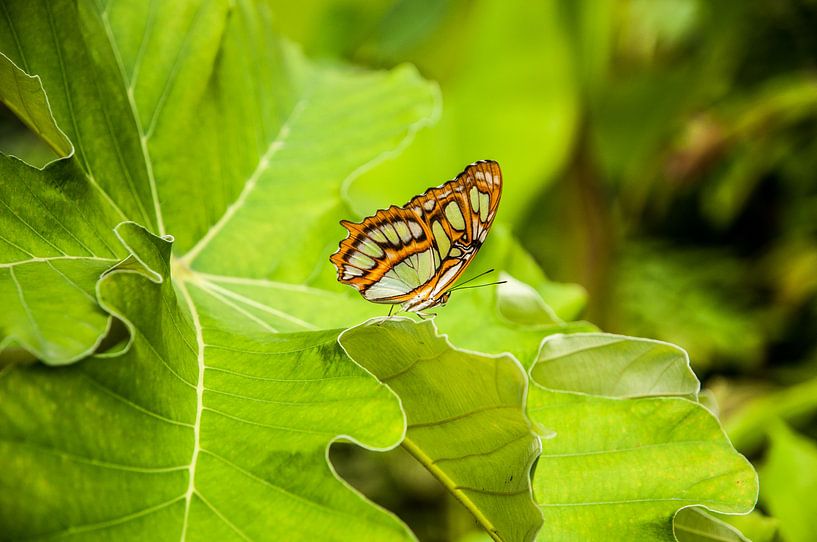 Schmetterling auf grünen Blättern von Thomas Poots