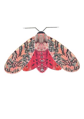 Papillon rose rouge sur fond blanc