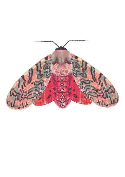 Papillon rose rouge sur fond blanc par Angela Peters