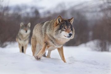 Europese Grijze Wolf van Joan Gil Raga