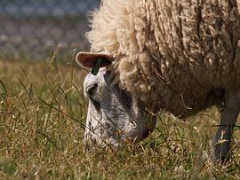 Een schaap op de dijk by Yvonne Koppers