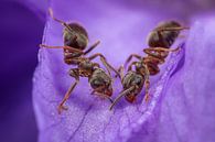 Twee mieren op paars Viooltje van Amanda Blom thumbnail