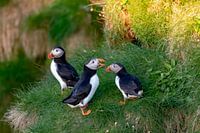 Familie Papegaaiduiker