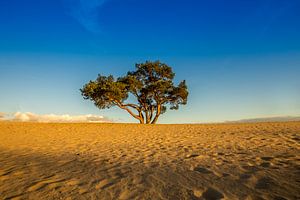 The lonely tree von Bart Verbrugge