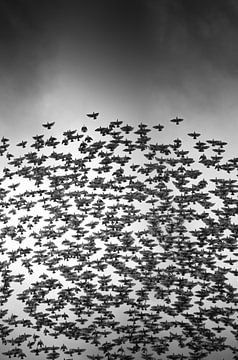 Spreeuwenzwerm van Danny Slijfer Natuurfotografie