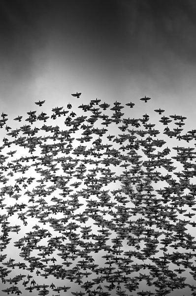 Spreeuwenzwerm van Danny Slijfer Natuurfotografie