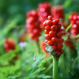 Fruits of Arum (Arum maculatum) with clusters of red berries, po by Maren Winter