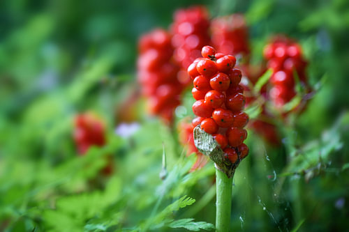 Früchte des Aronstabs (Arum maculatum) mit roten Beerenbüscheln, po