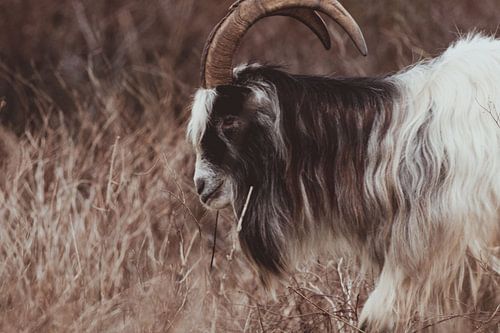 The authentic Dutch Land goat in the Dutch Dunes
