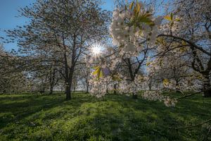 Heel veel bloesem sur Moetwil en van Dijk - Fotografie