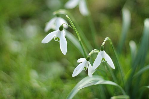Sneeuwklokjes