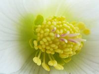 helleborus hart