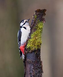 Grote Bonte Specht van Marcel Klootwijk