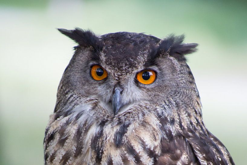 uil von marijke servaes