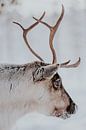 Portret rendier in de sneeuw | Winterfoto van sonja koning thumbnail