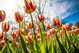 Tulipes colorées et colorées