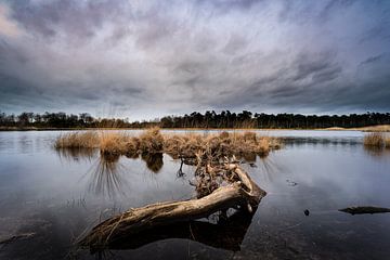 Holz treiben lassen von Björn van den Berg