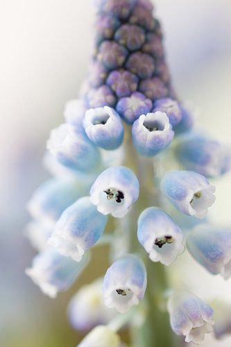 Blauw druifje close-up van Anne-Marie Pannekoek