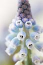 Blaue Weintrauben in Nahaufnahme von Anne-Marie Pannekoek Miniaturansicht
