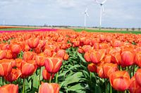 Tulpenfelder im Frühling