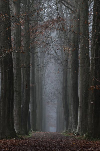 Bosdreef von Rik Verslype