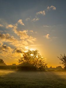 Morning glory van Diane van Veen