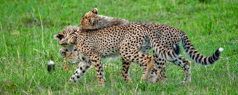 playing Cheetah Cubs by Peter Michel