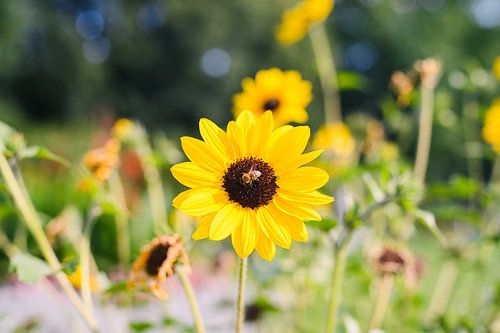 Zonnebloem met bij