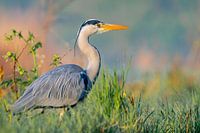 Blauwe reiger