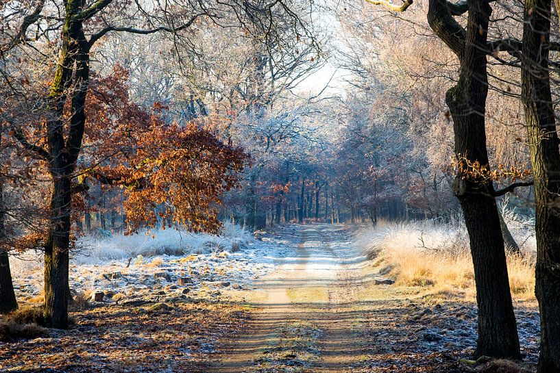 Bevroren bos op de Veluwe par Evert Jan Kip