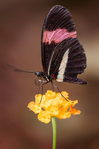 Papillon sur une fleur