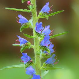 Slangenkruid van Ronald Smits
