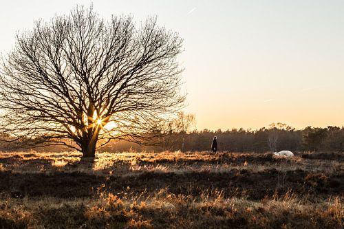 Sonnenuntergang auf der Heide (Spaziergänger)