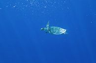 Sea turtle swimming in the ocean by Tilo Grellmann thumbnail