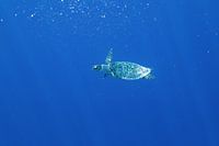 Sea turtle swimming in the ocean