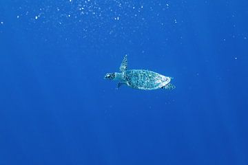 Zeeschildpad zwemmend in de oceaan