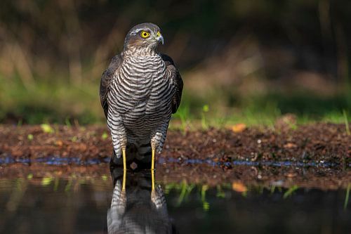 Épervier, oiseau de proie