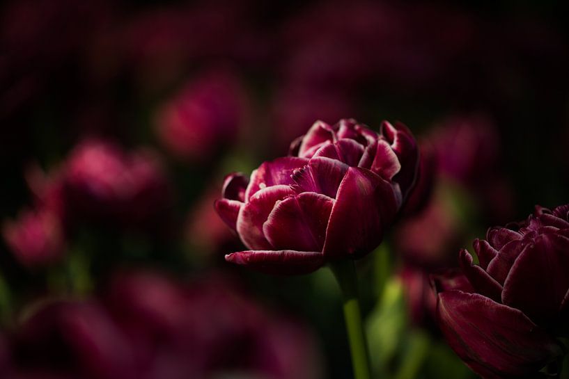 bijzondere tulp by Jovas Fotografie