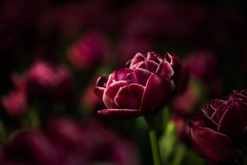 bijzondere tulp van Jovas Fotografie