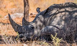 Rhino in Namibia, Africa by Patrick Groß