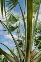 Palmen abstract Bonaire