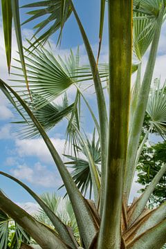 Palmen abstract Bonaire van Marly De Kok
